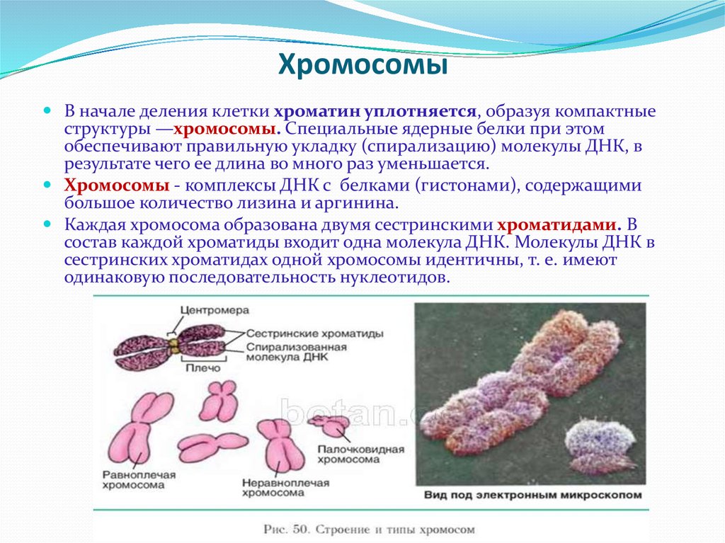 Хромосома в каких клетках содержится. Хромосомы строение и функции. Хроматин и хромосомы. Деление хромосом. Деление хромосом в клетке.