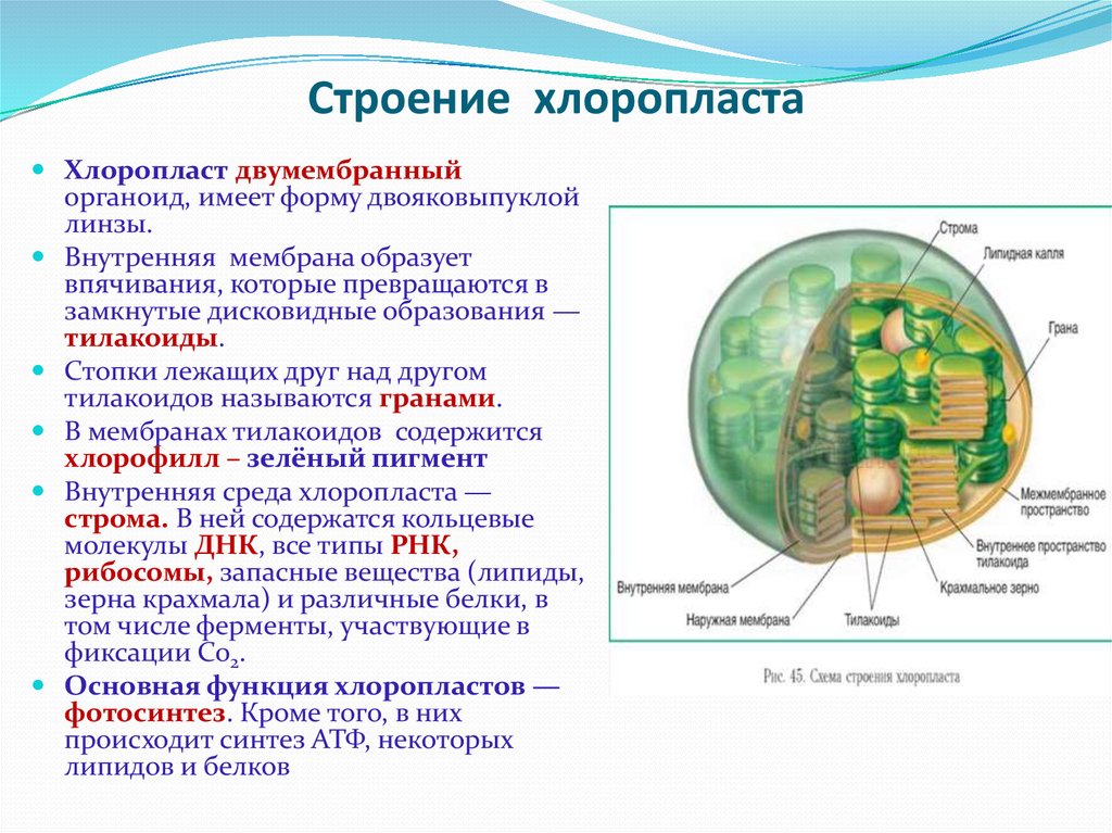 Для каких клеток характерна клеточная. Хлоропласты строение и функции. Хлоропласт строение и функции органоидов. Структуры хлоропласта и их функции. Строение хлоропласта кратко.