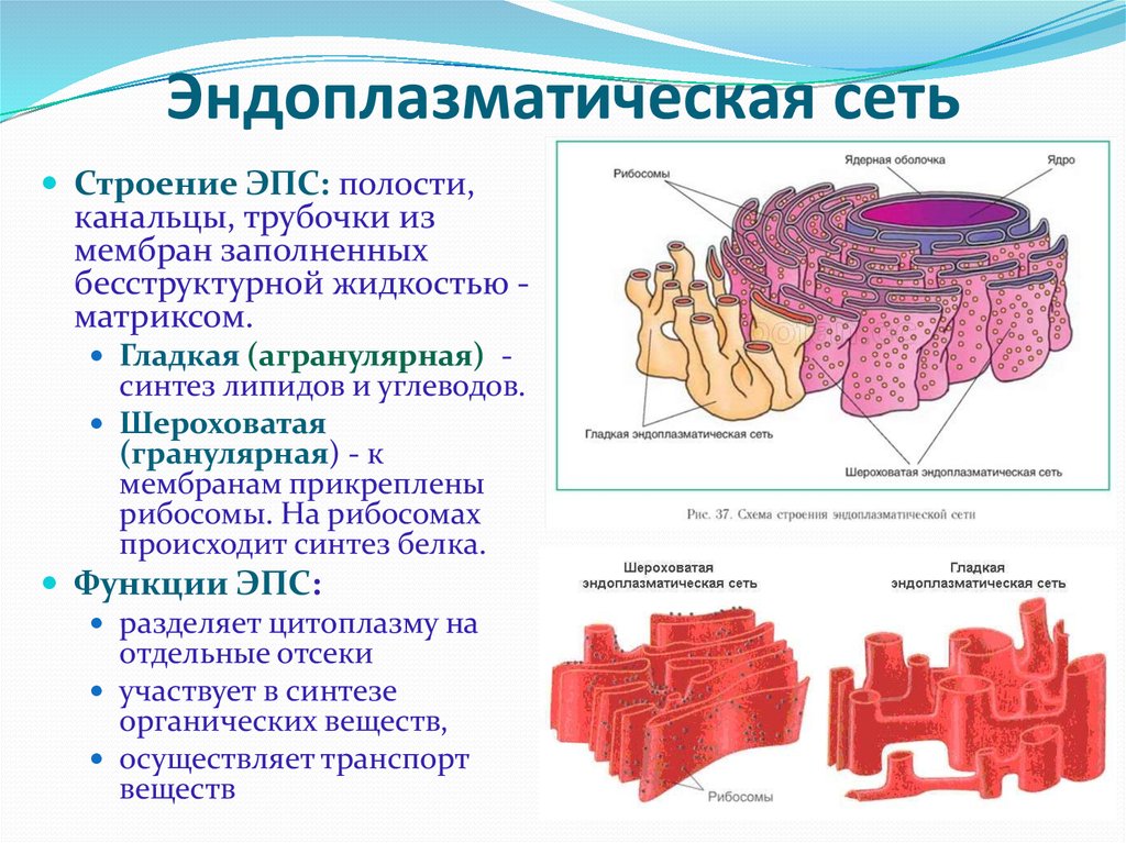 Как называется область деятельности в которой компьютеры используются как для синтеза изображений