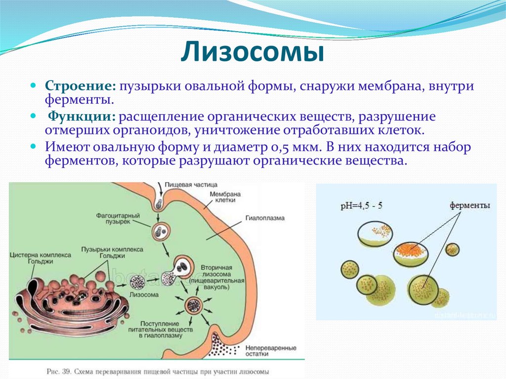 Поглощение клеткой твердых пищевых частиц. Лизосома функции органоида. Строение органоида лизосомы. Лизосомы строение органоида и функции.