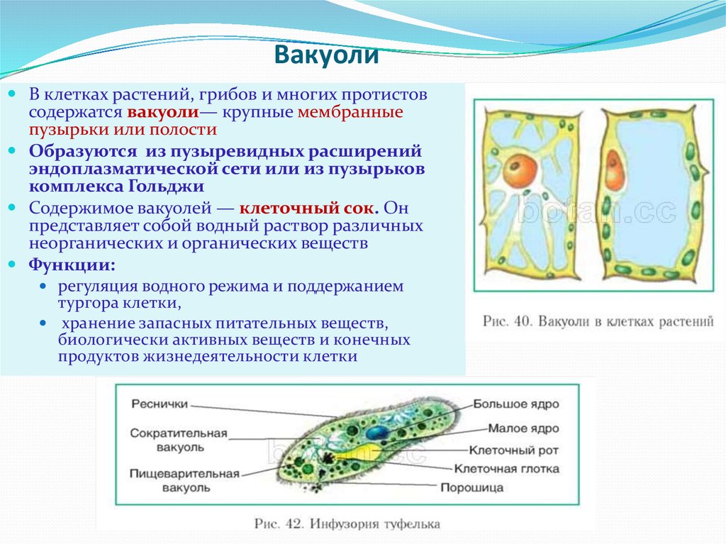 Центральная клетка функции. Строение и функции вакуолей растительных клеток. Вакуоль растительной клетки строение и функции. Функции вакуоли в растительной клетке. Вакуоль растительной клетки функции 6 класс.