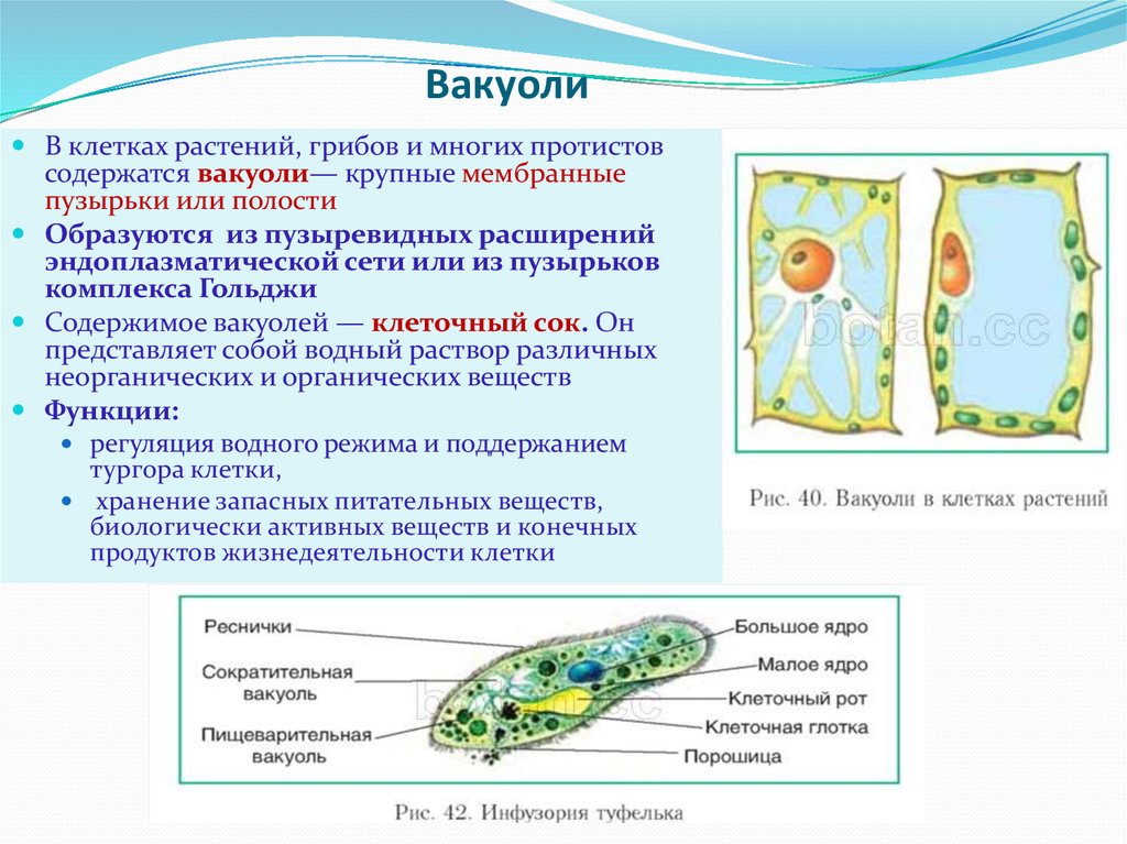 Вакуоль содержит. Функции вакуолей в растительной клетке. Строение и функции вакуолей растительных клеток. Функции центральной вакуоли в растительной клетке. Функции большой вакуоли у клеток растений.