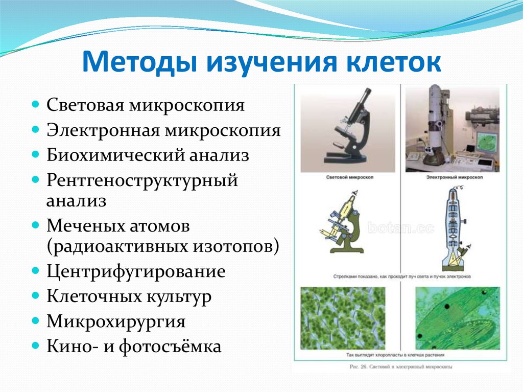 Клеточные технологии презентация