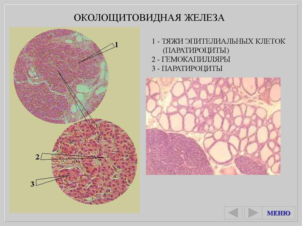 Щитовидная железа - презентация онлайн