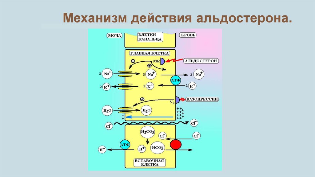 Механизм действия альдостерона схема