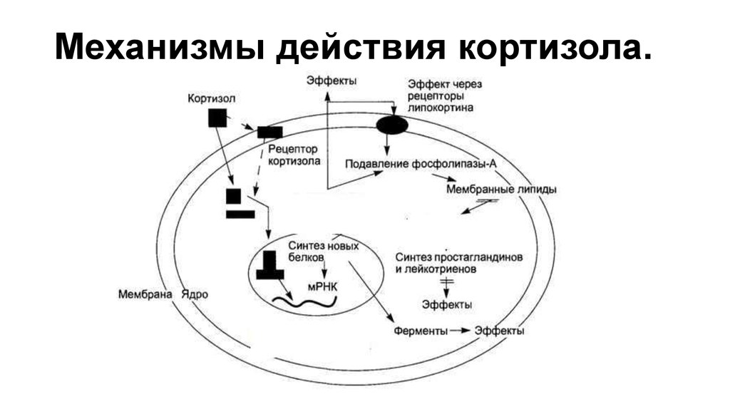 Кортизол и инсулин взаимосвязь схема