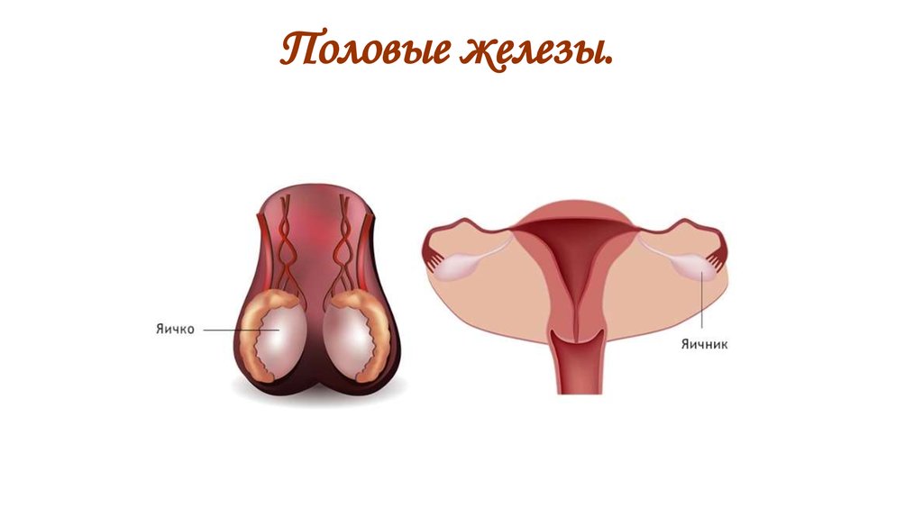 Половые железы.