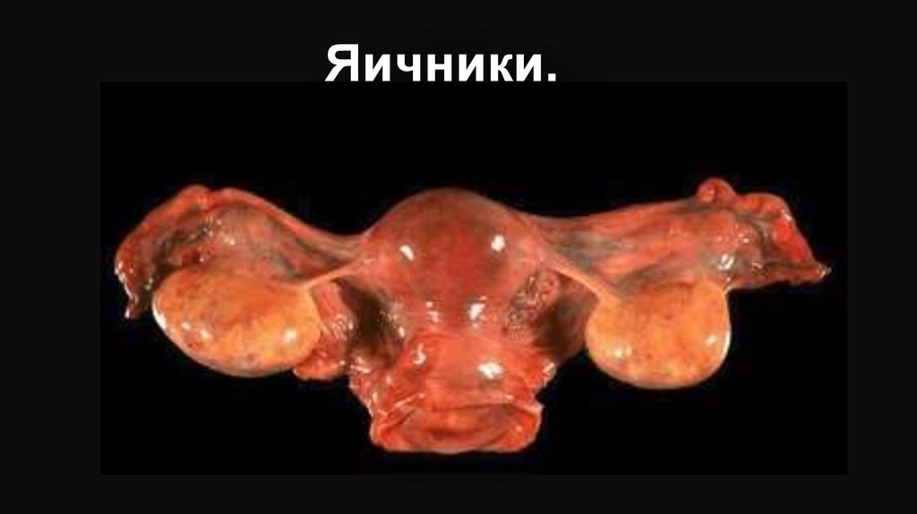 Яичники.