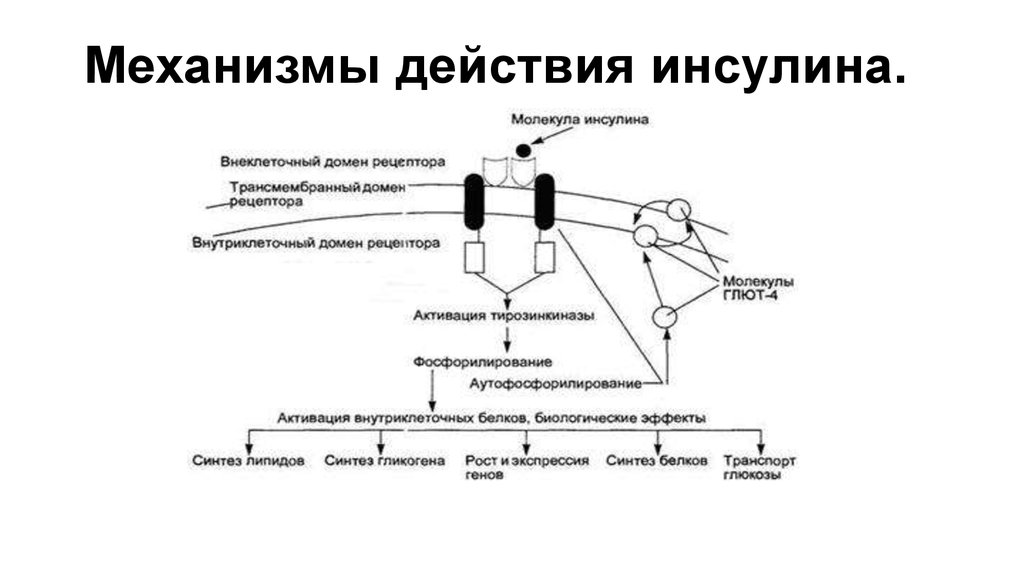 Схема действия инсулина. Механизм действия инсулина биохимия схема. Мембранный механизм действия инсулина. Действие инсулина на клетку схема. Схема передачи сигнала инсулина в клетки.