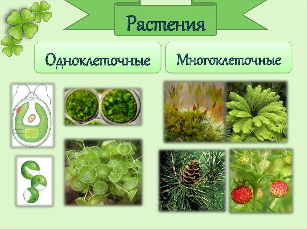 Царство растений картинки