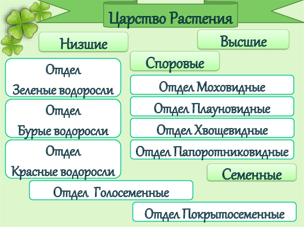 Презентация 5 класс царство растений