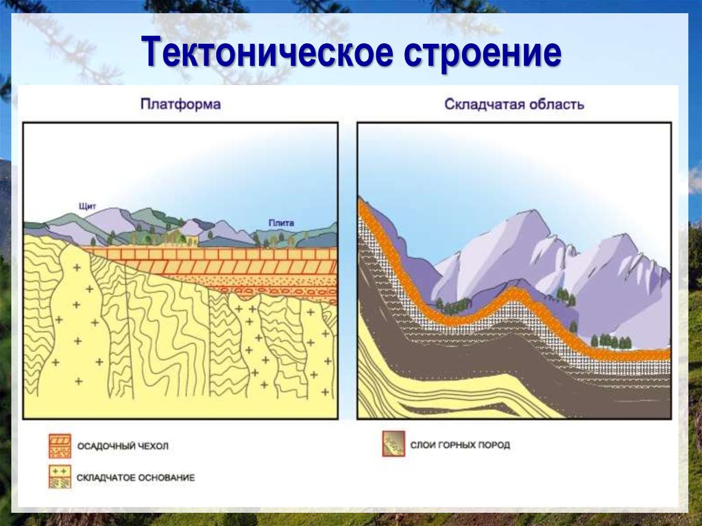 Щиты форма рельефа. Складчатые тектонические структуры. Тектонические структуры складчатые области. Тектонические структуры платформы и складчатые области. Схема тектонической платформы.