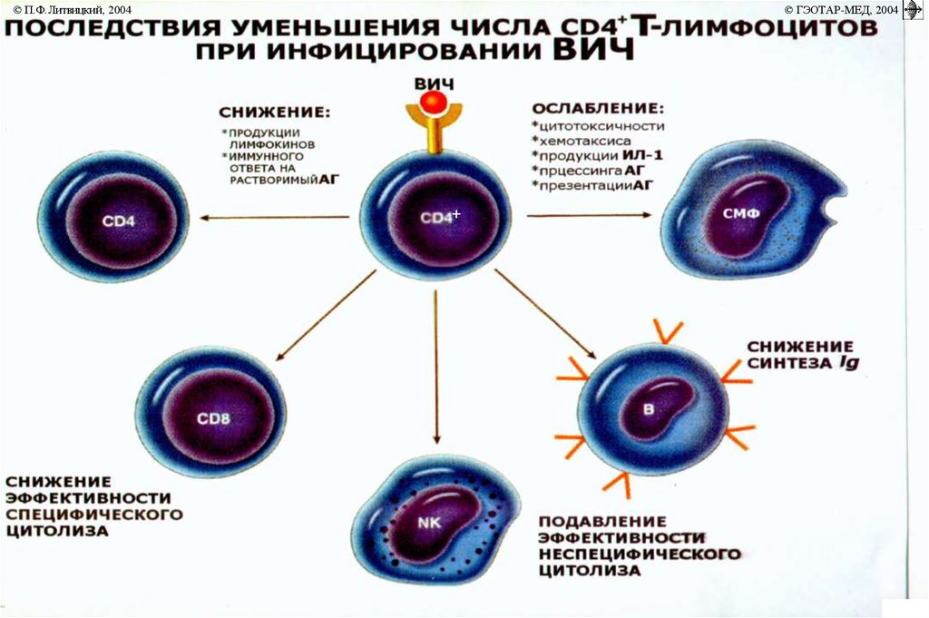 Иммунопатология патофизиология презентация