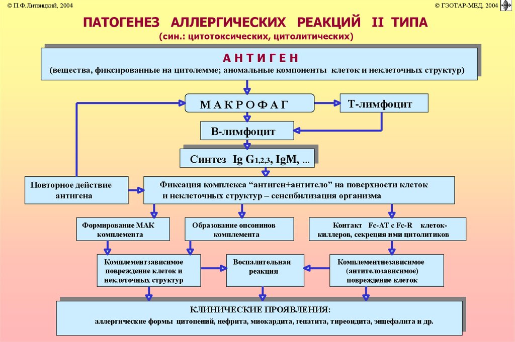 Схема развития аллергии