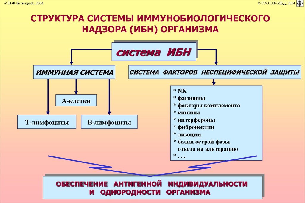 Иммунопатология патофизиология презентация