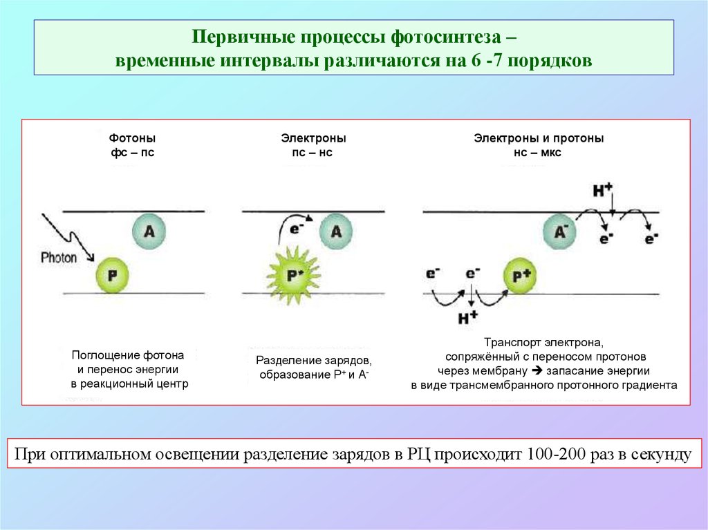 Протонный градиент. Первичное Разделение зарядов в реакционном центре. Первичный продукт процессов фотосинтеза. Первичные процессы фотосинтеза. Процесс фотосинтеза.