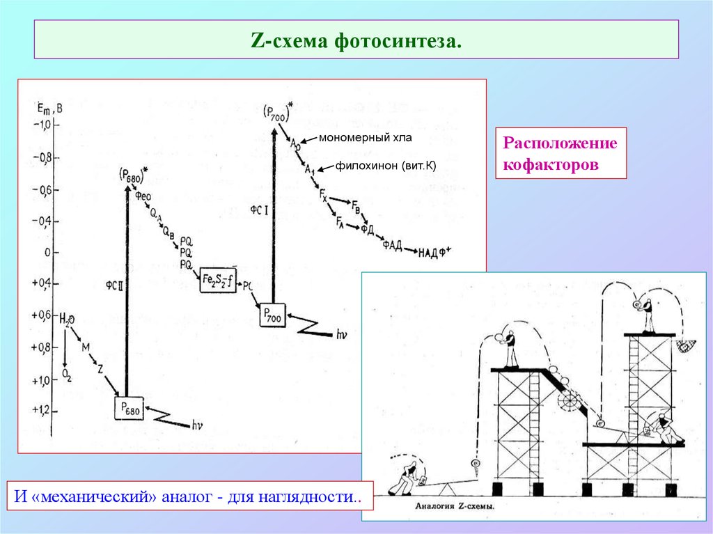 Нециклическое фотофосфорилирование z схема - 83 фото