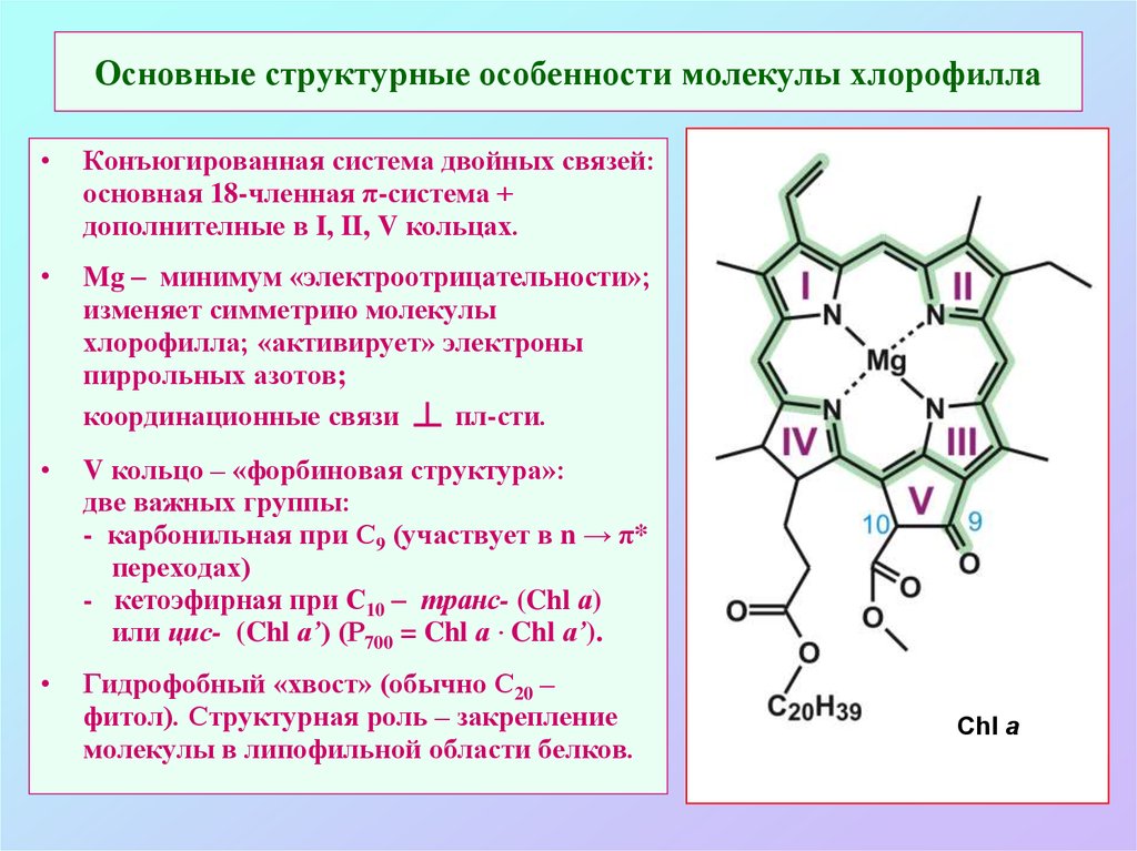 Процесс образования хлорофилла