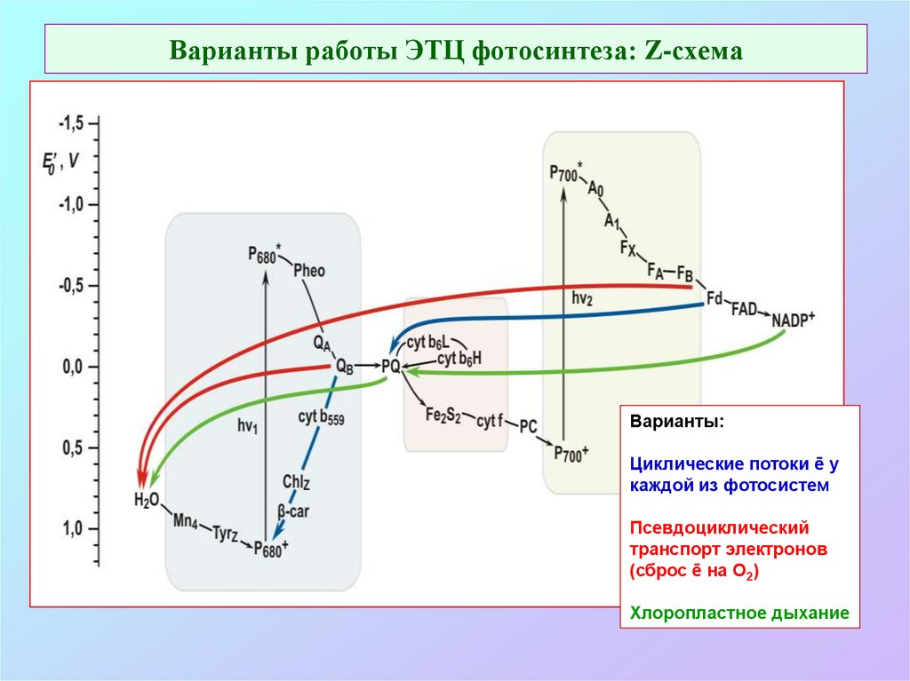 Фотосистема 2 схема