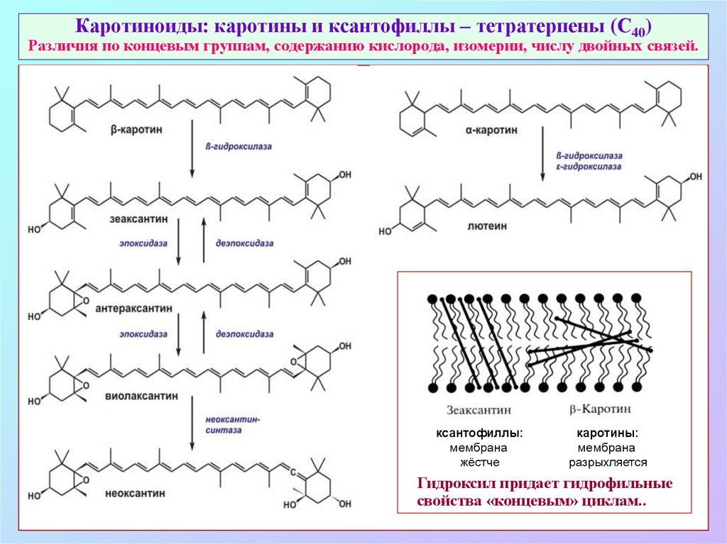 Каротиноиды: каротины и ксантофиллы – тетратерпены (С40) Различия по концевым группам, содержанию кислорода, изомерии, числу