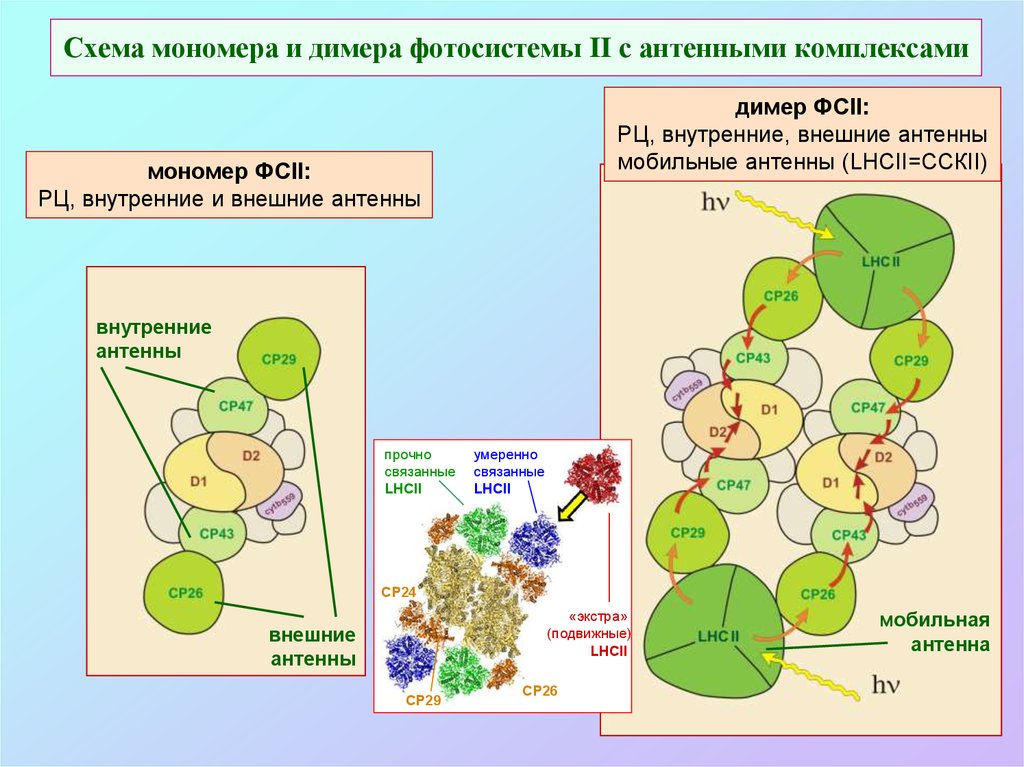 Реакционный центр фотосистемы