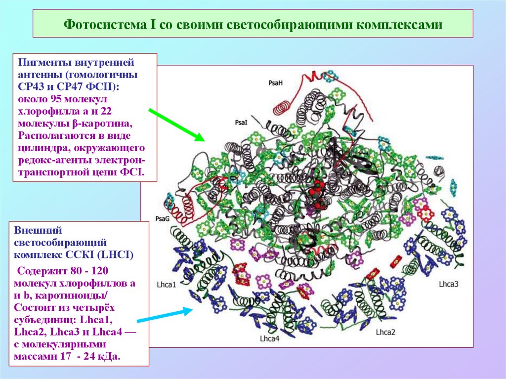 Фотосистема. Светособирающие комплексы. Светособирающие комплексы фотосистем. Антенный комплекс фотосистемы. Светособирающие комплексы в хлоропластах расположены.