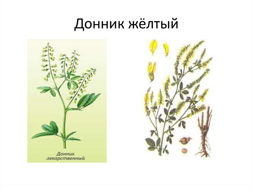 Донник акварель