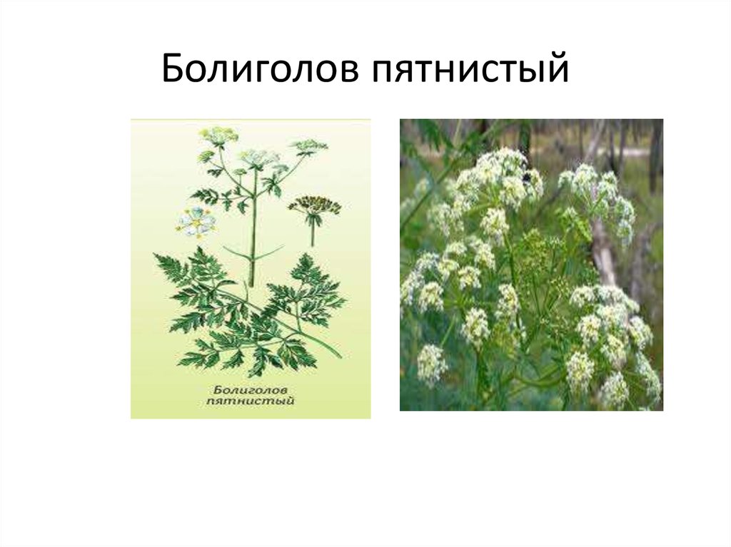 Растение болиголов фото и описание