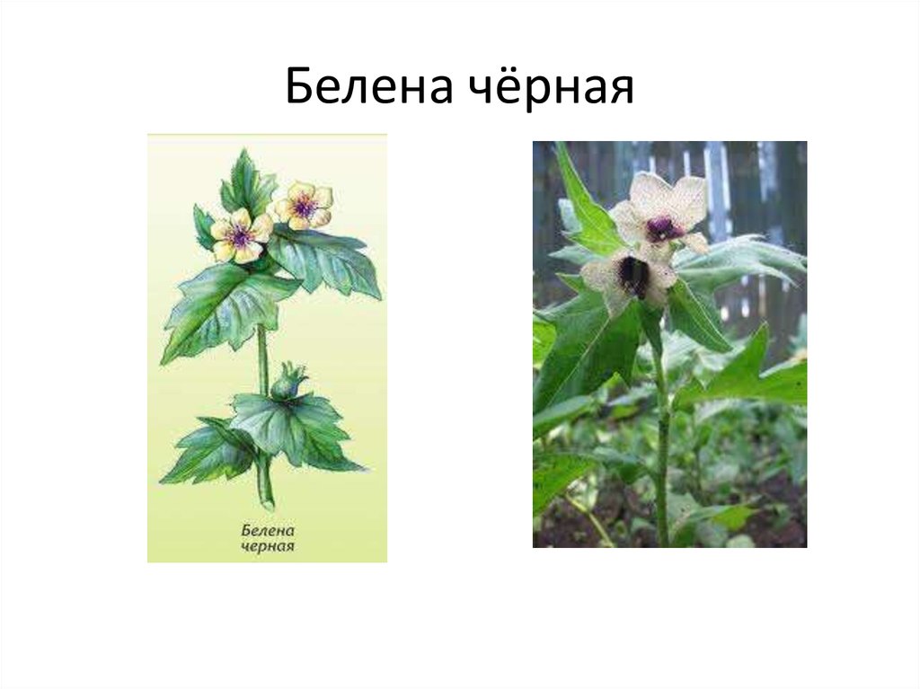 Белены стены