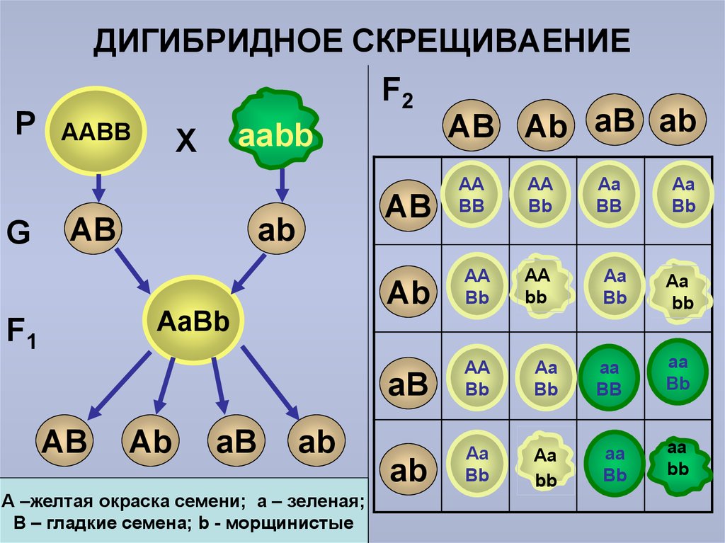 Количество возможных генотипов при скрещивании аа аа