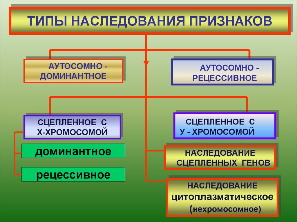 Наследование биология