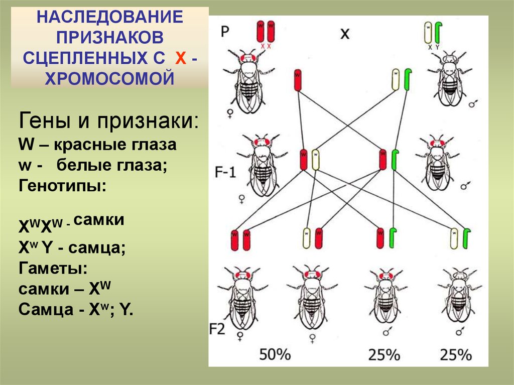 Признаки дрозофилы