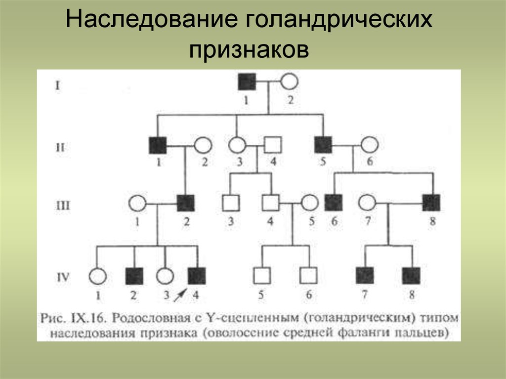 Схема наследования признаков