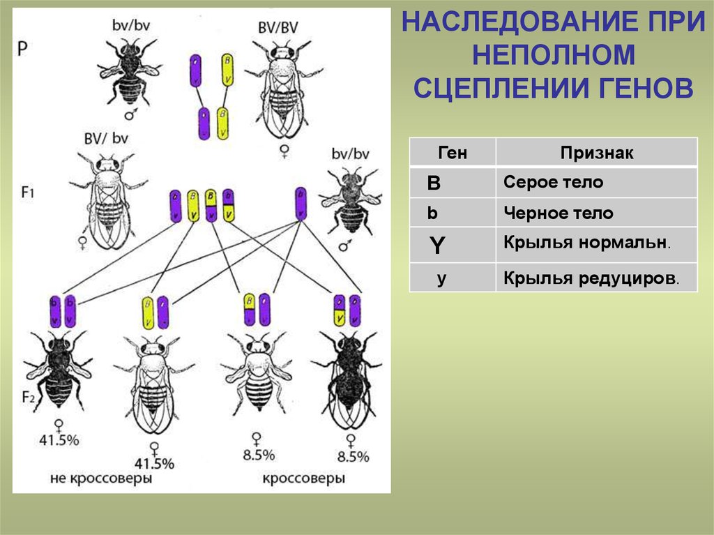 Сцепленное наследование презентация