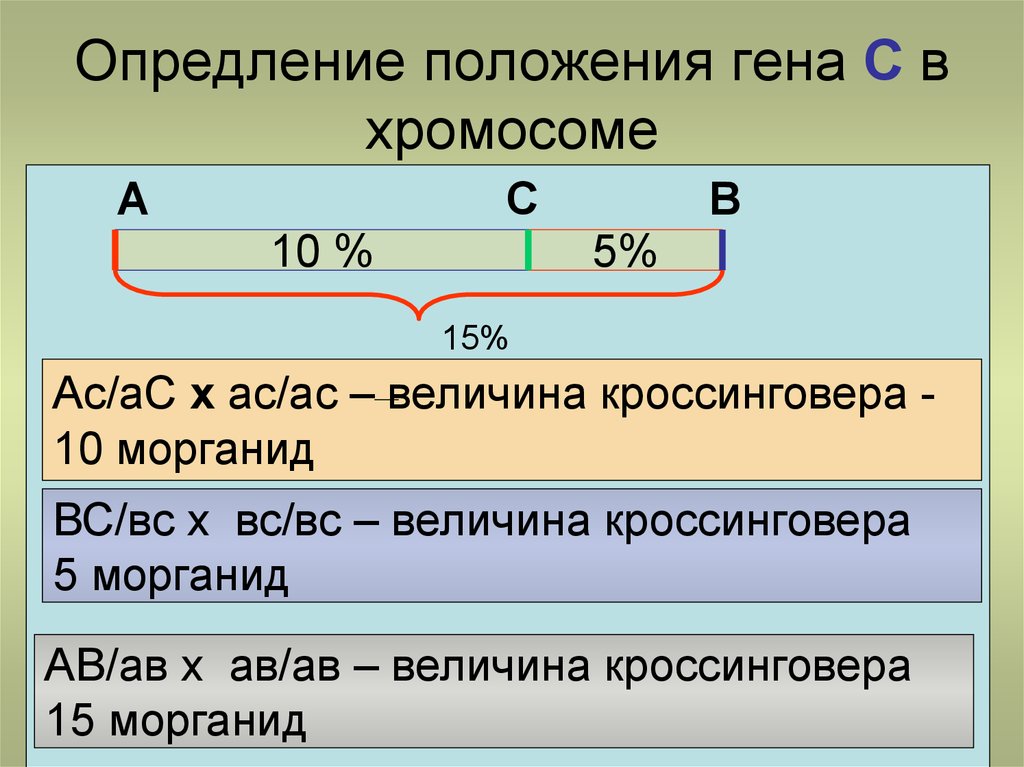 Эффект положения генов