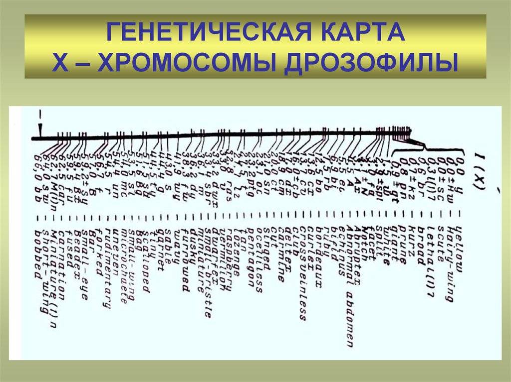 Что такое генетическая карта