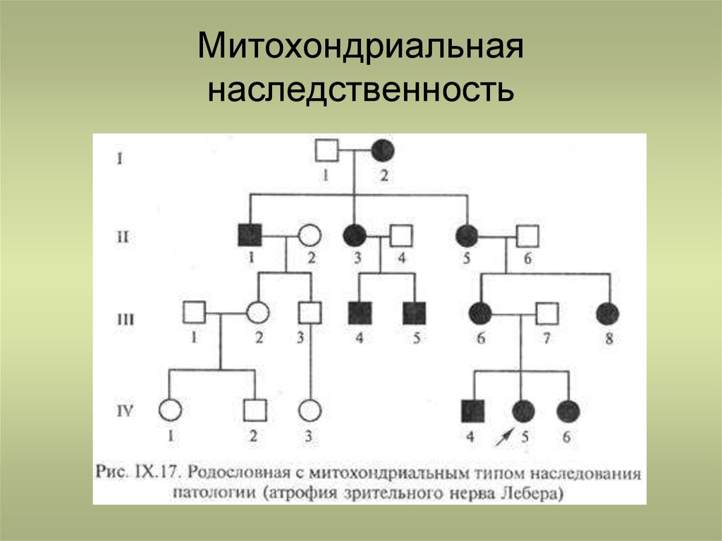 Наследование зависимости. Родословная с митохондриальным типом наследования. Митохондриальный Тип наследования. Митохондриальное наследование Тип наследования. Митохондриальное наследование схема.