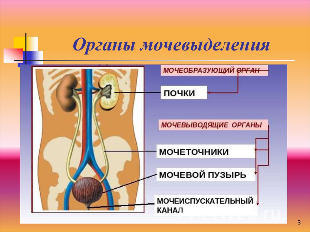 Через какие органы выделения. Органы мочевыделения. Выделительная система человека. Органы выделительной системы человека. Система органов мочевыделения.