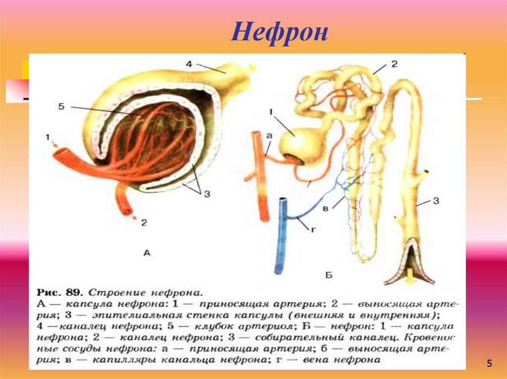 Отметь нужные термины и подпиши рисунок