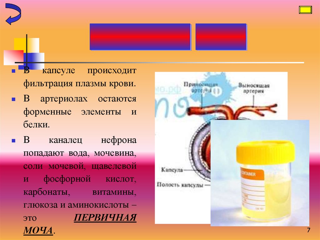 Дыхательная система презентация пименов