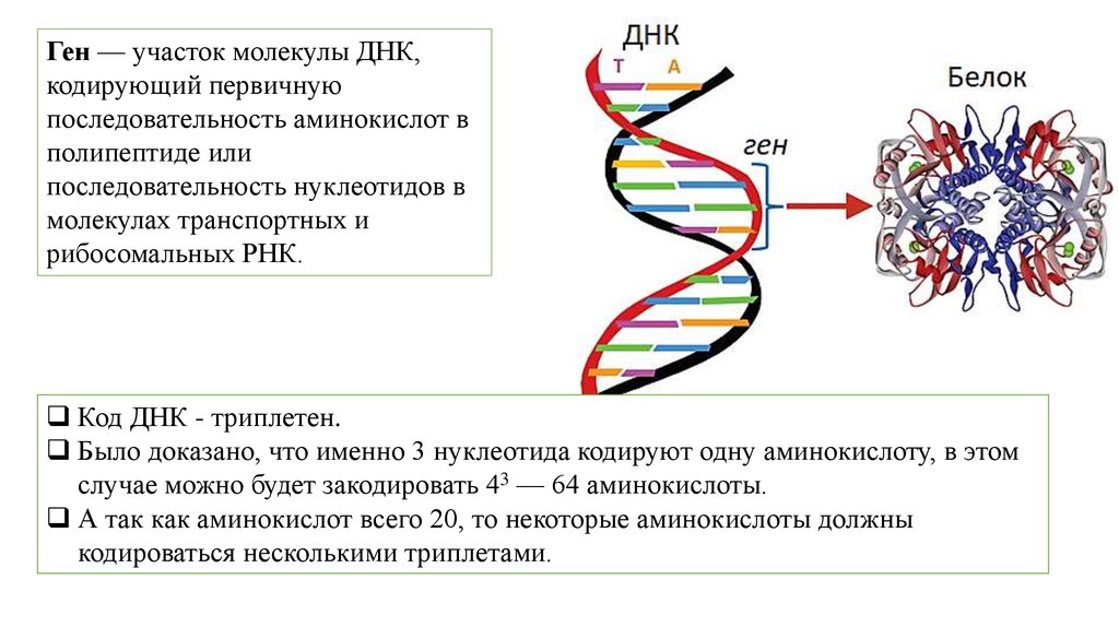 Замена нуклеотида в гене признак. Ген структура Гена. Ген код РНК. Синтеза ДНК белка таблица. Аминокислотная последовательность ДНК.