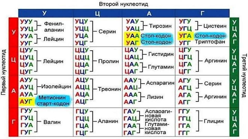 Следующий ген. Биосинтез белка таблица генетического кода. Биосинтез белка нуклеотиды таблица. Таблица кодонов аминокислот. Последовательность аминокислот в ДНК.