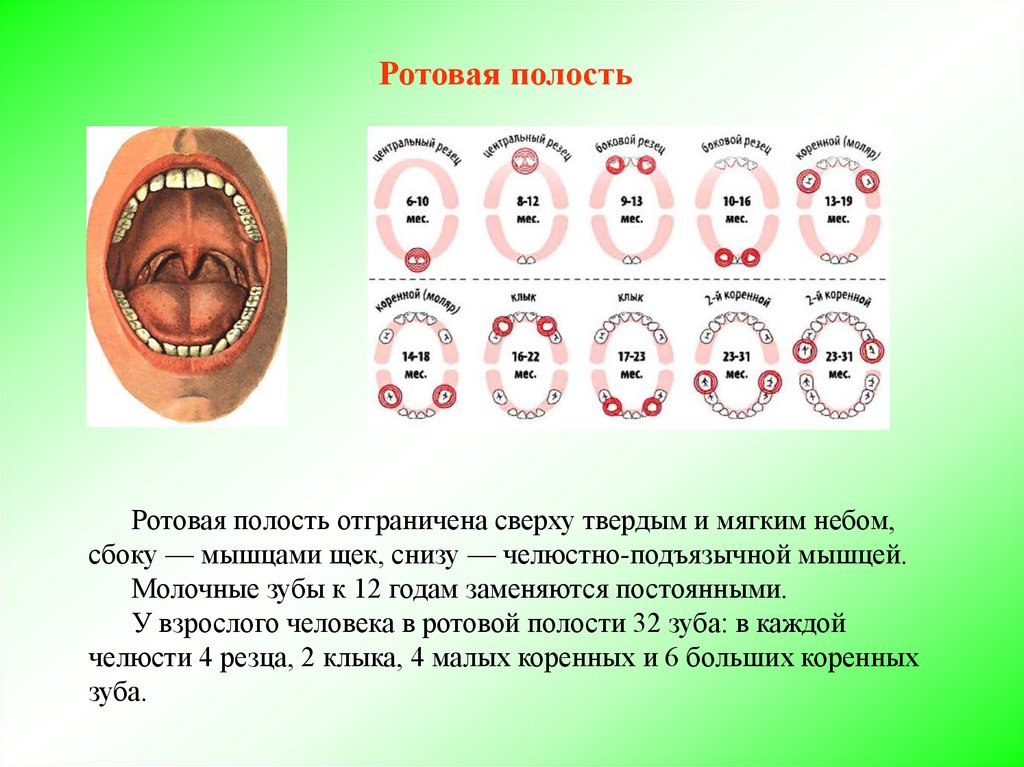 Ротовая полость зубы человека. Зубы в ротовой полости человека. Ротовая полость взрослого человека. Ротовая полость объём мл.