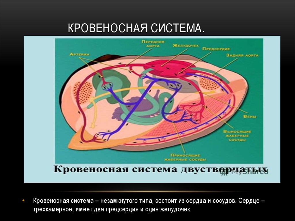 Моллюски кровеносная система сердце