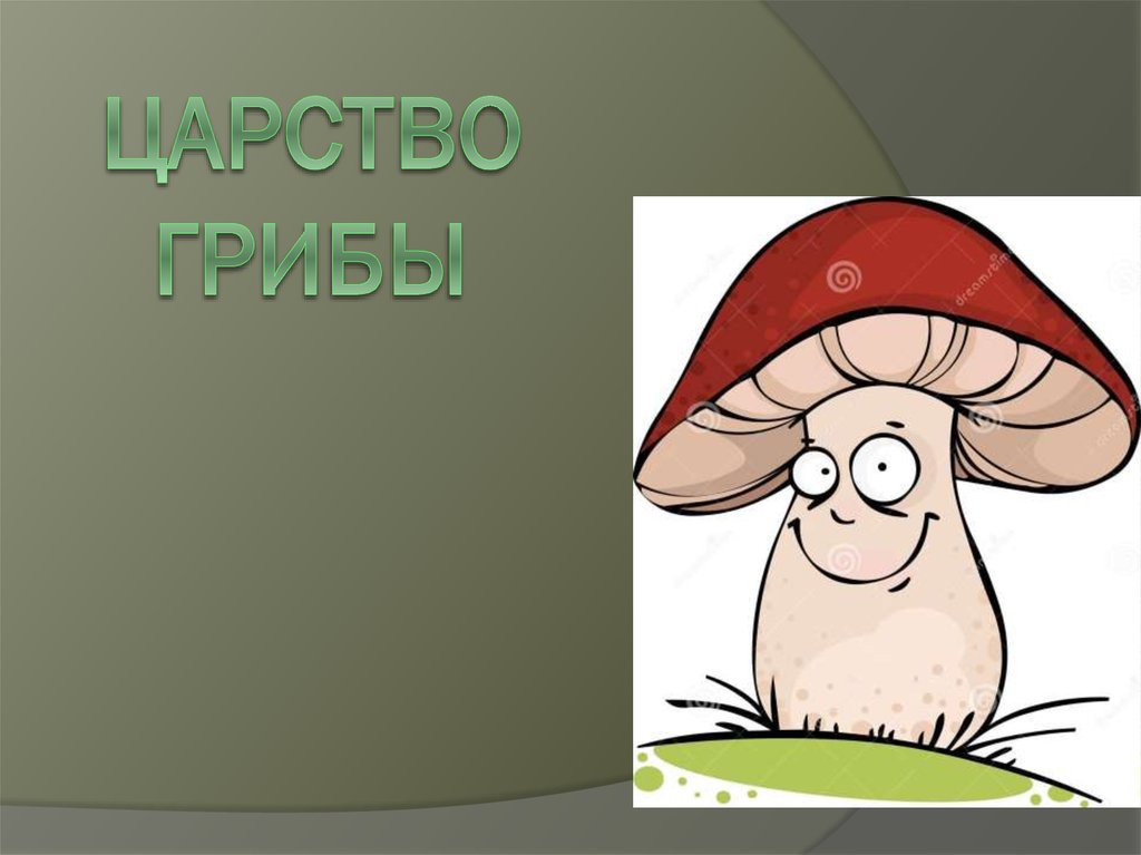 Царство Грибы