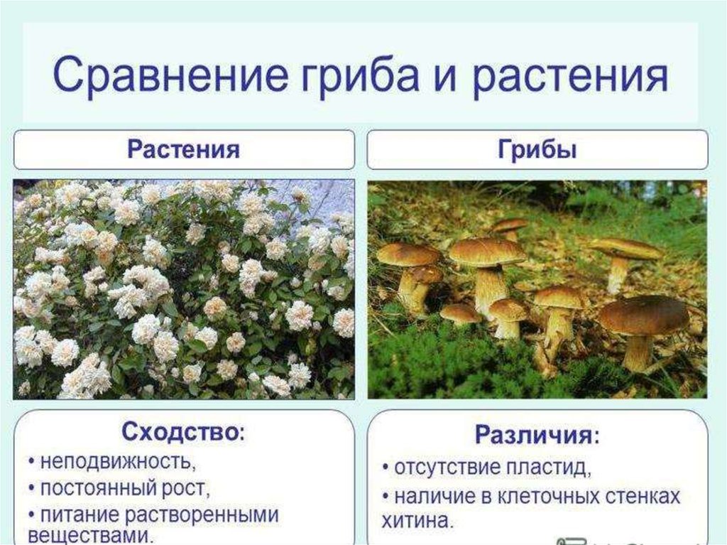 Сходства и отличия животных и грибов
