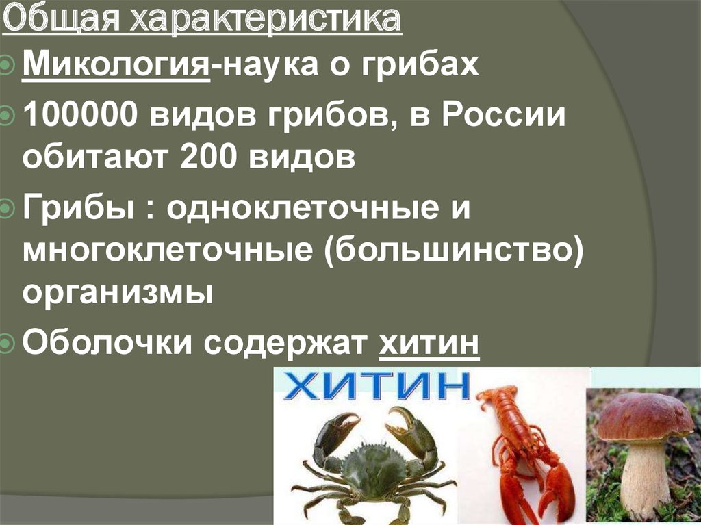 Общая характеристика