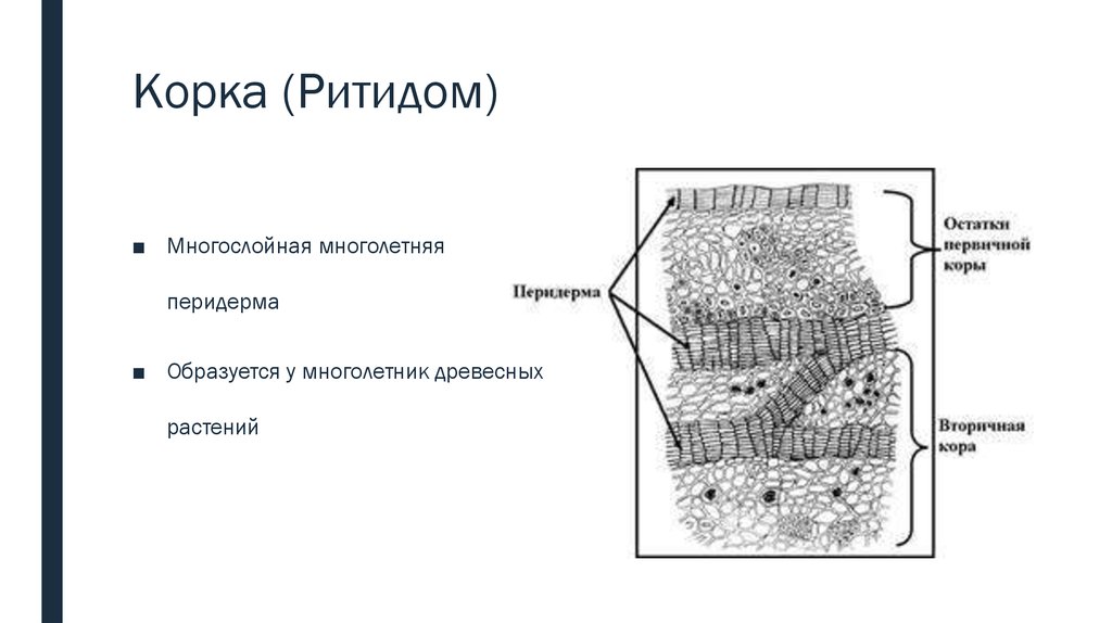 Корка кольцеобразная и чешуйчатая схемы