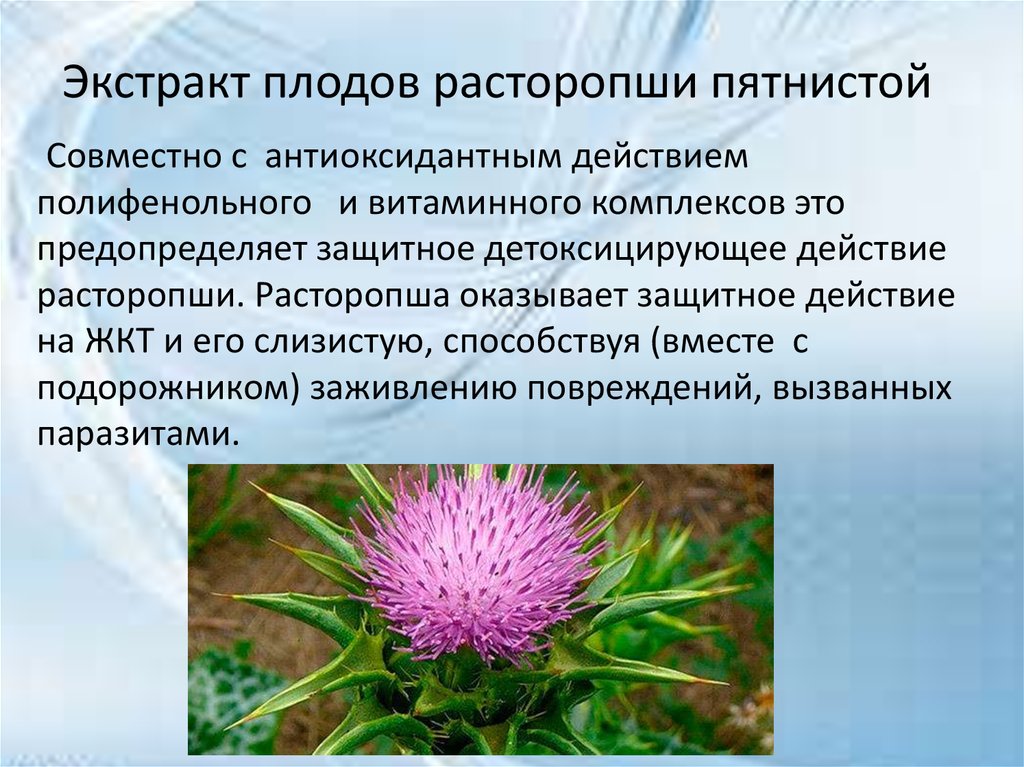 Экстракт плодов расторопши пятнистой