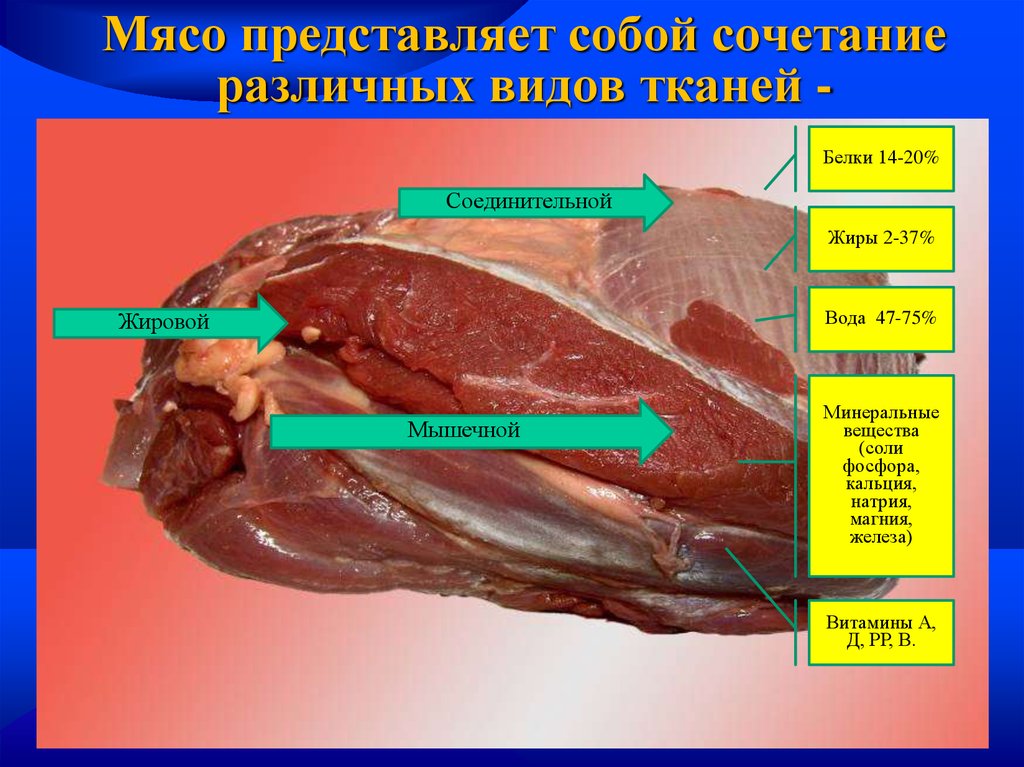 Мясо представляет собой. Мясо представляет собой сочетание различных видов тканей. Состав мышечной ткани мяса.